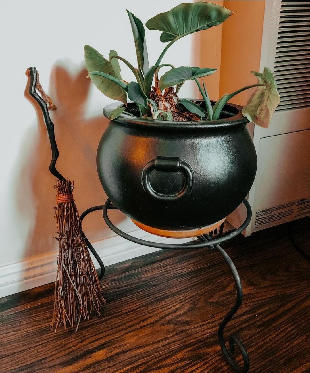 Cauldron pot plant