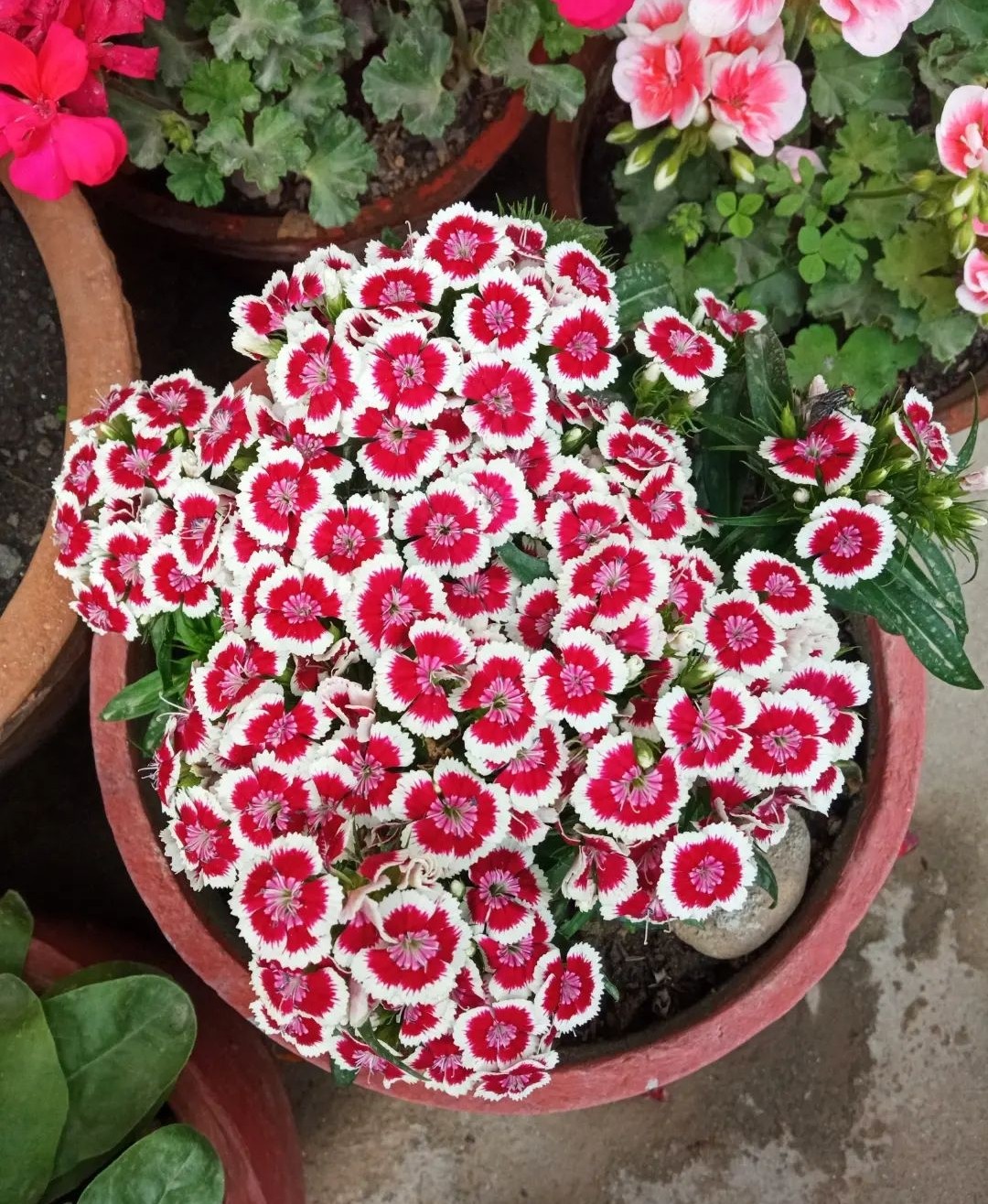 Red and white dianthus flowers