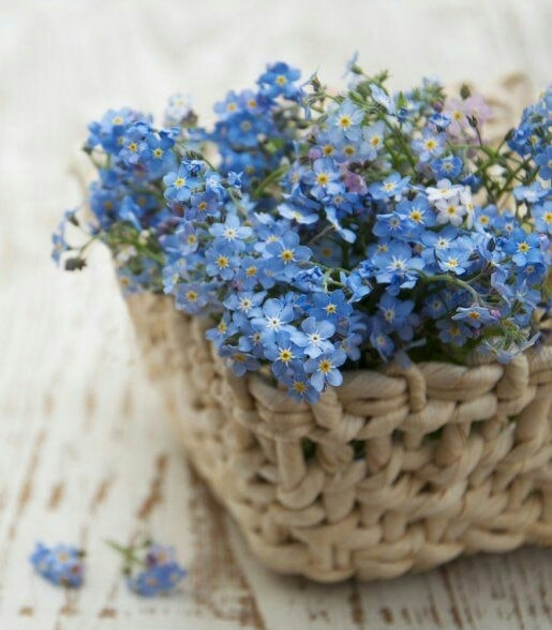 Blue forget me not flowers