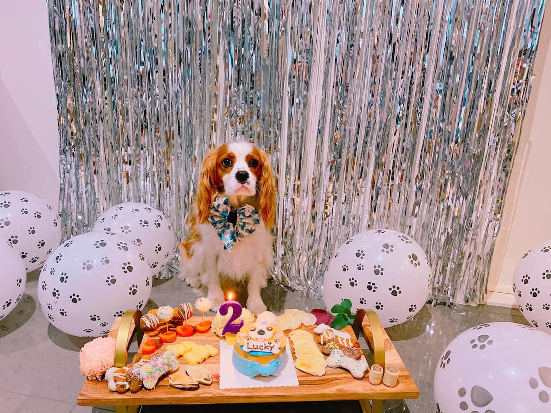Party planning for a dog