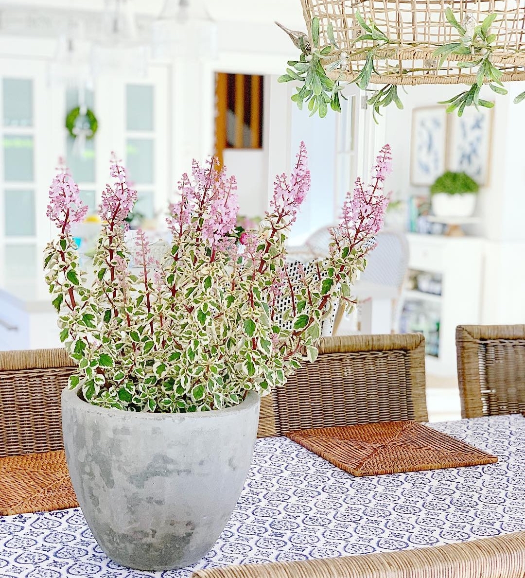 Potted colour on dining table