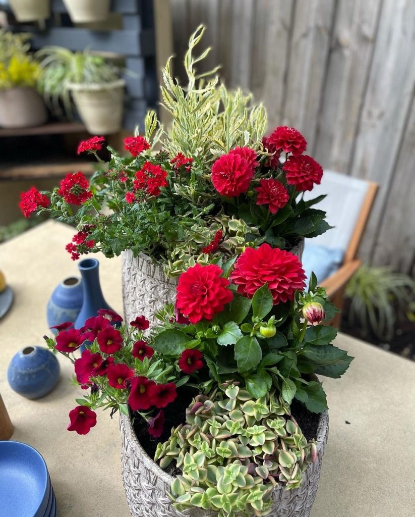 red and green potted floral display