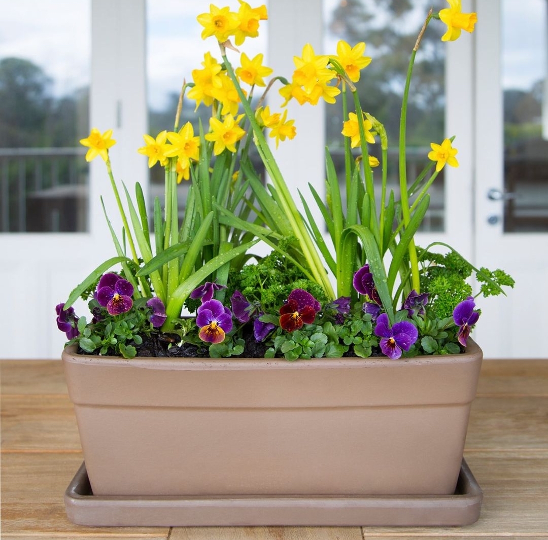 Daffodils, pansies and parsley in a pot