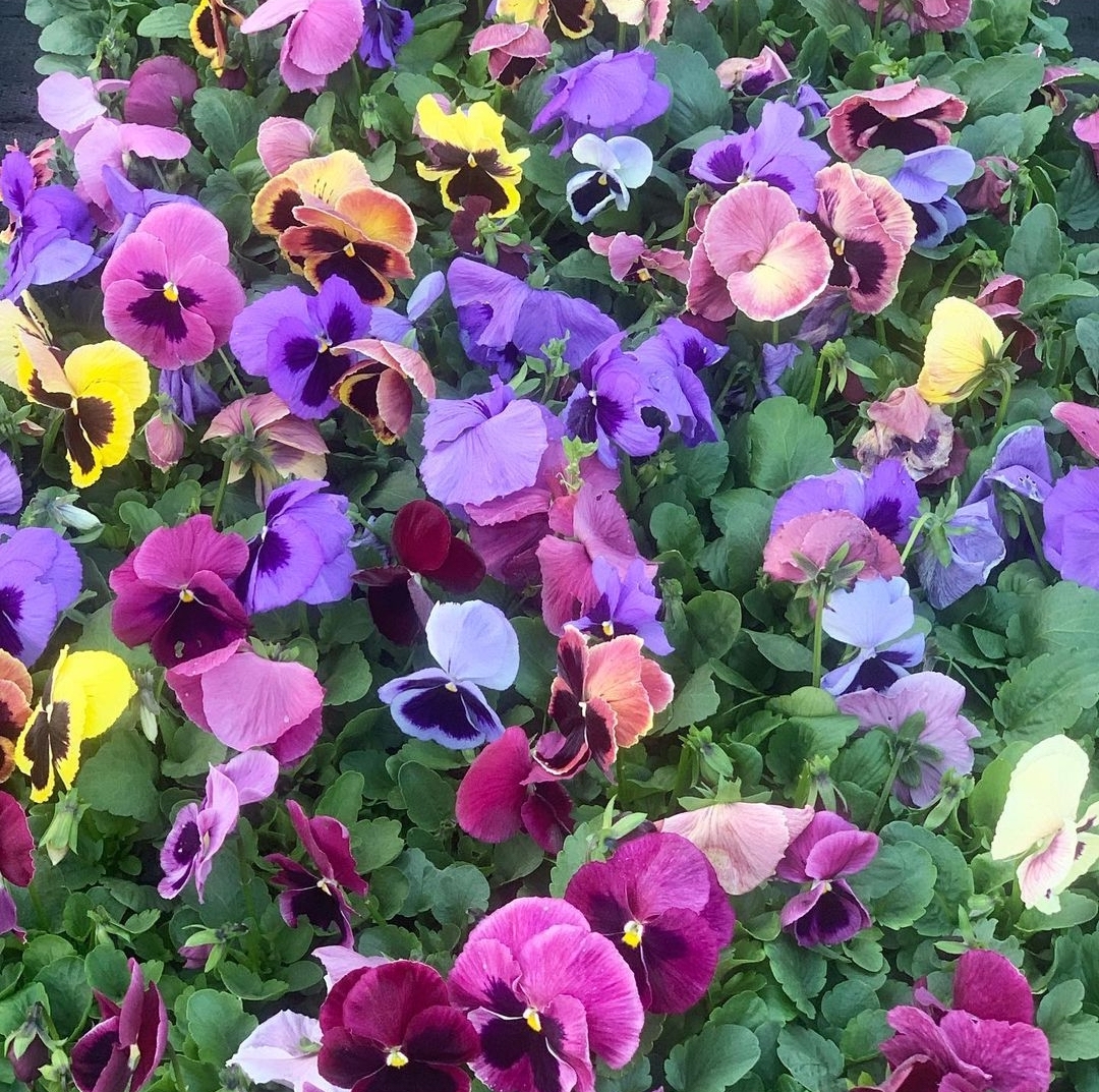 Pansies annual flowering pot plants can add colour to a contemporary garden space