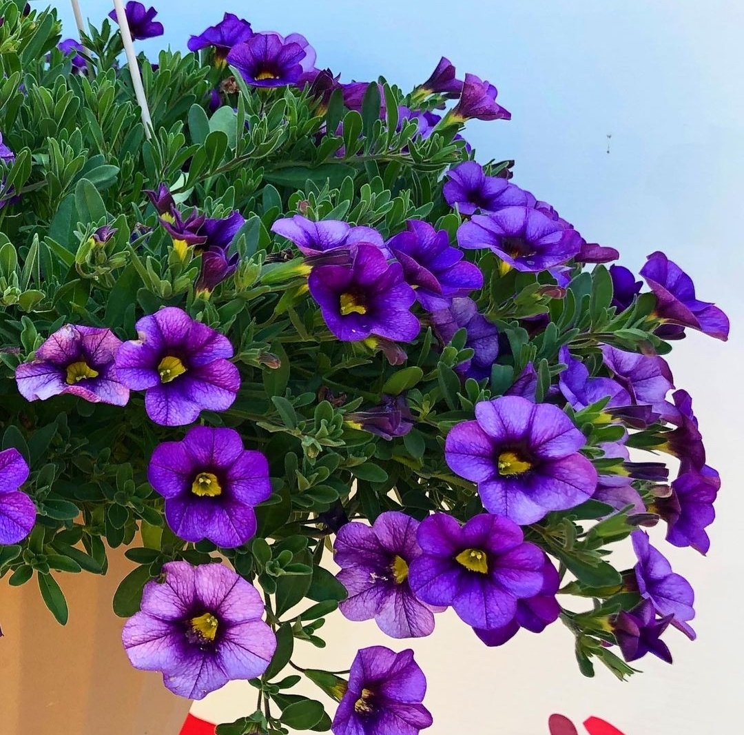 Purple petunia hanging basket
