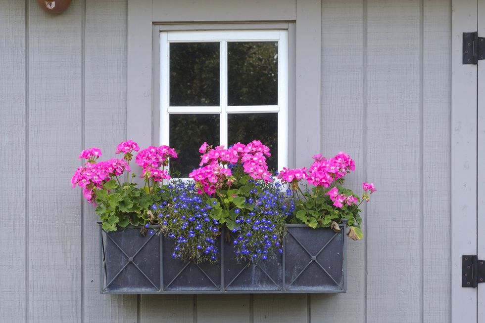 Geraniums and lobelia window box