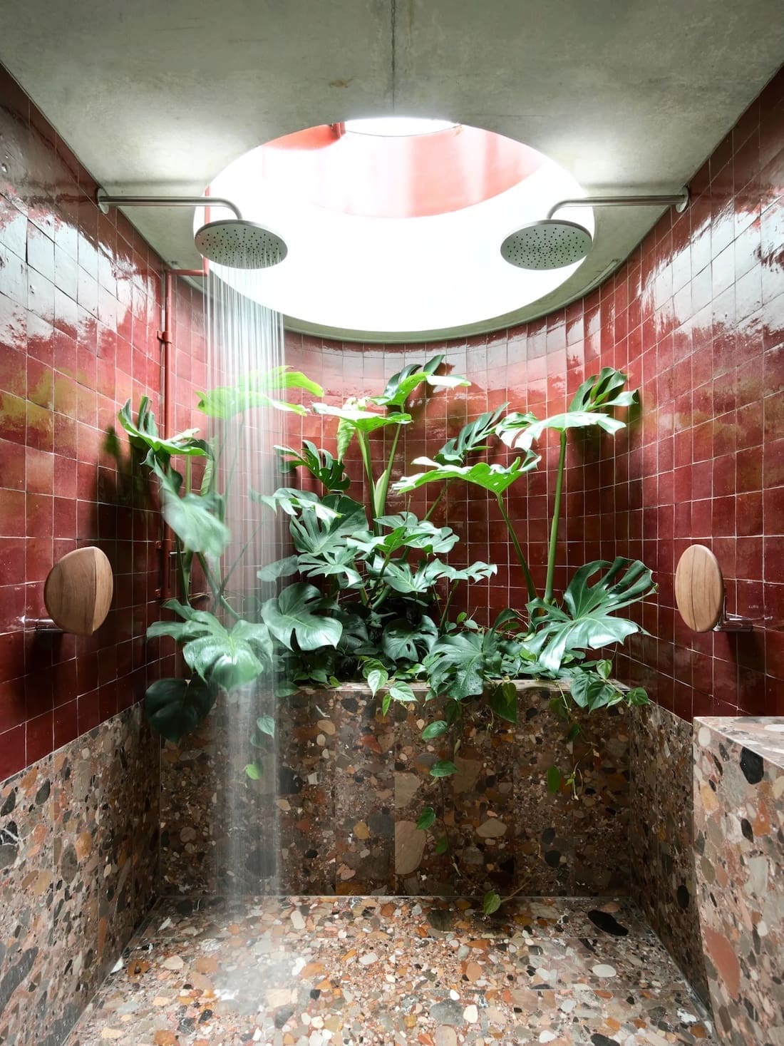 Plants in bathroom shower