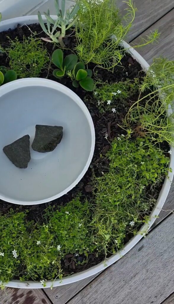 Dog water bowl and garden planter in one