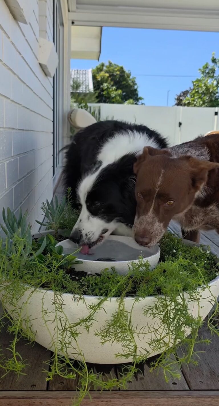 Stylish outdoor dog water bowl