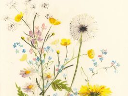 English wildflower illustrations by Claudia Lowry