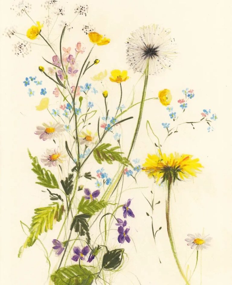 English wildflower illustrations by Claudia Lowry