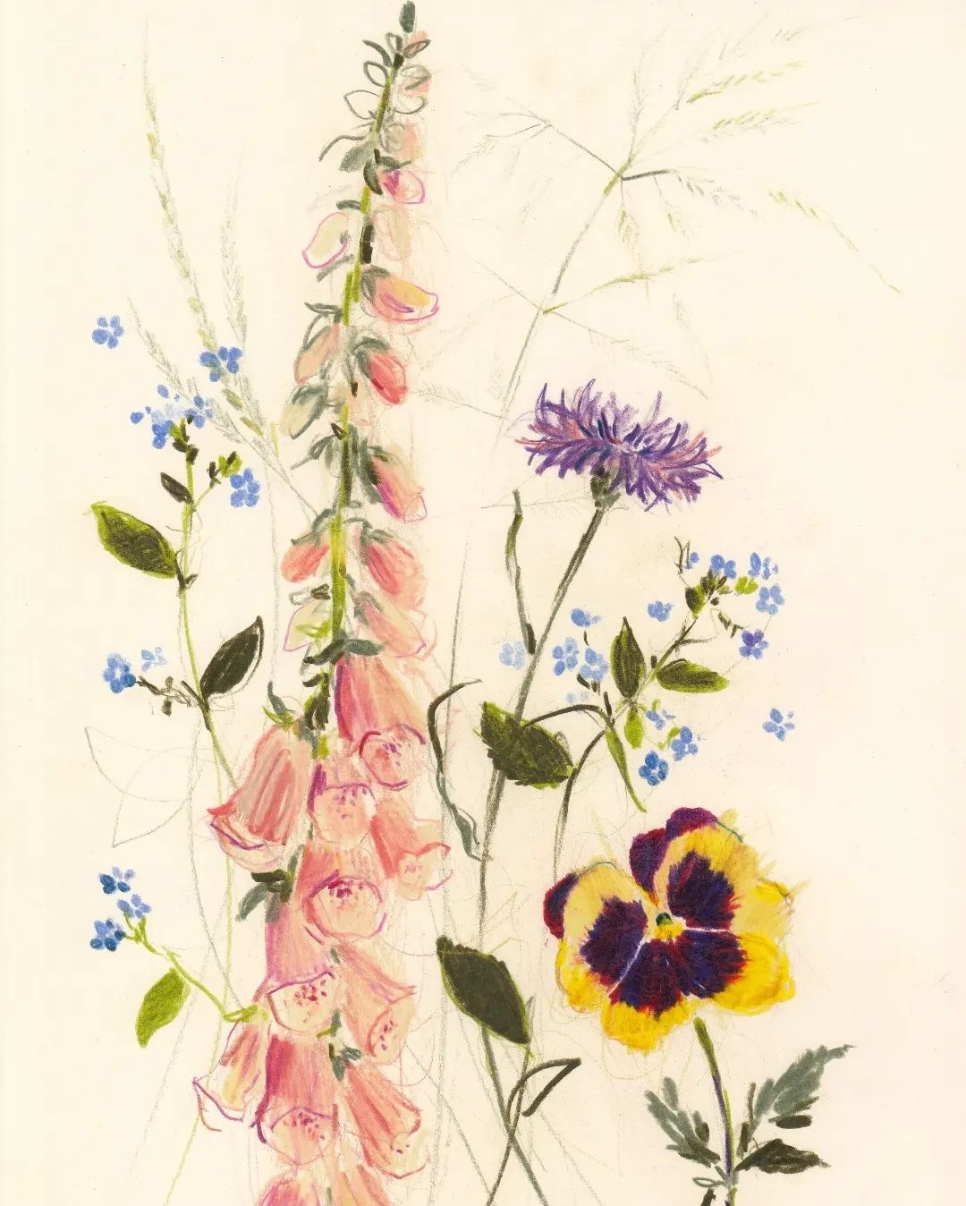 Foxgloves and pansies illustrations by Claudia Lowry