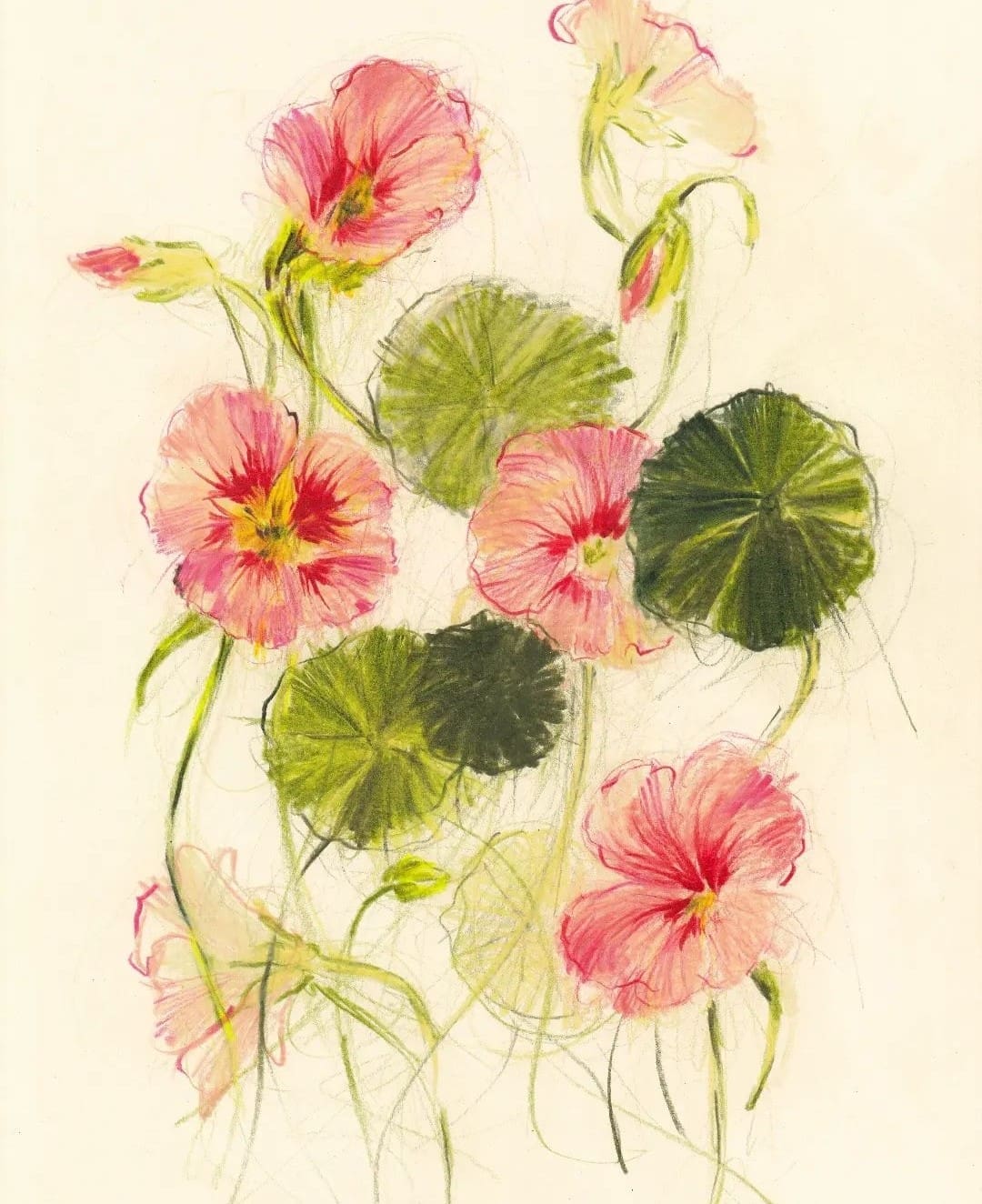 Nasturtium illustrations by Claudia Lowry