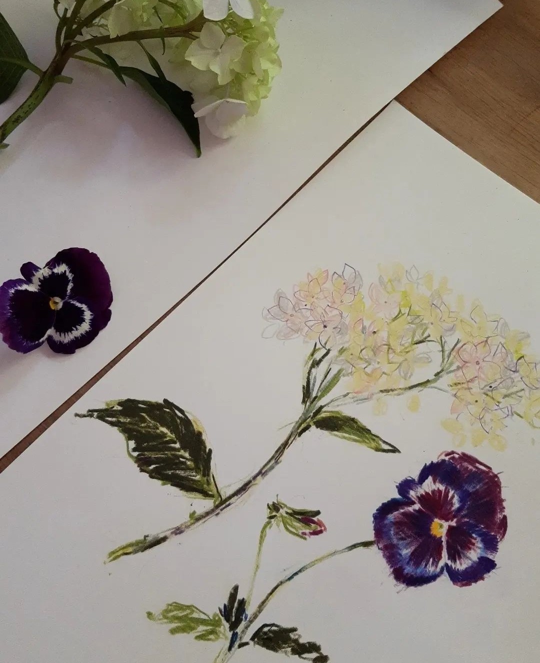 Pansy and hydrangea illustrations by Claudia Lowry