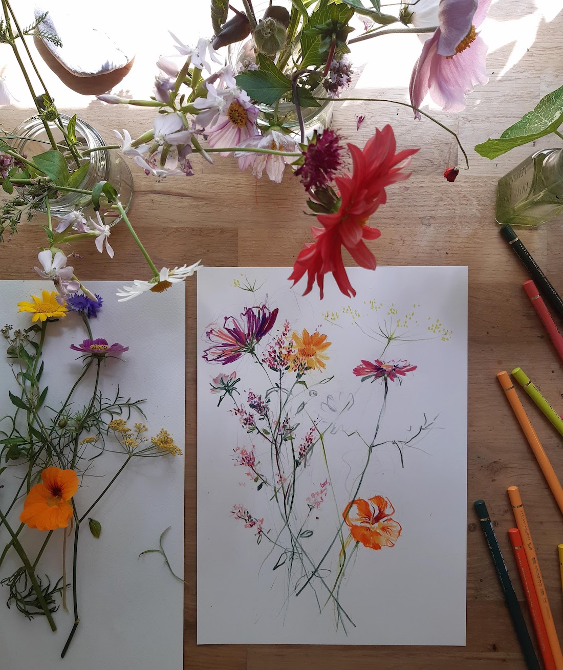 wildflower illustrations by Claudia Lowry