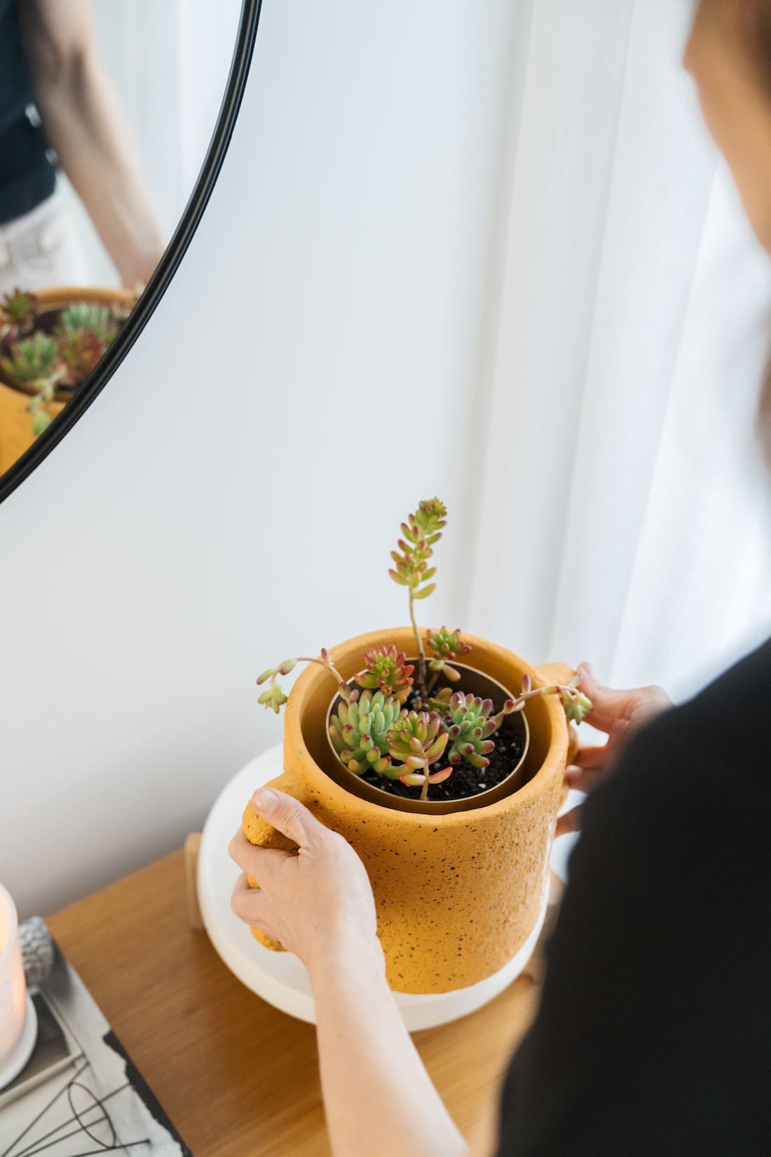 Colourful indoor plant