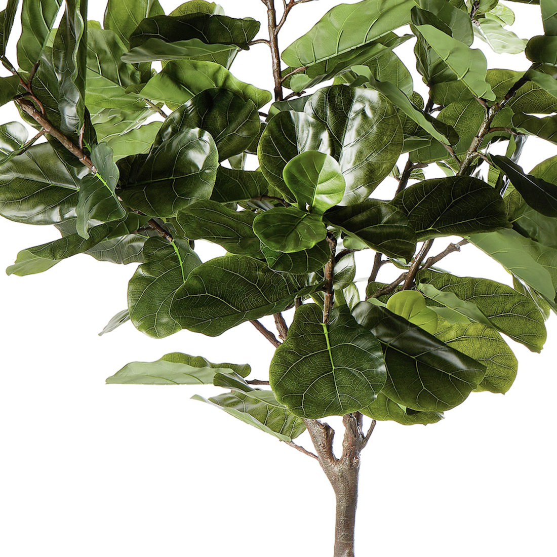 Close up details of fiddle leaf foliage