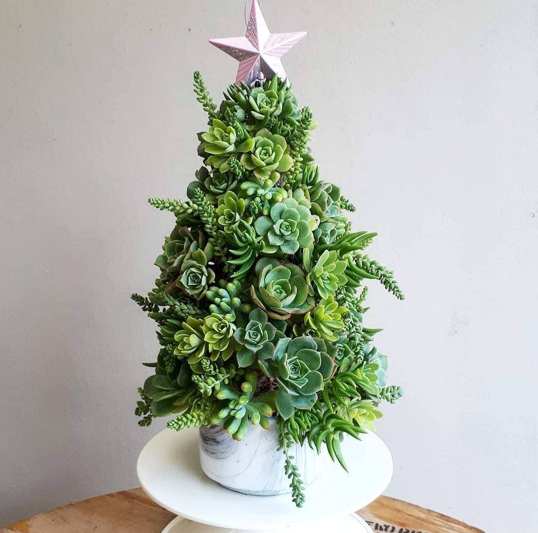 Succulent Christmas tree