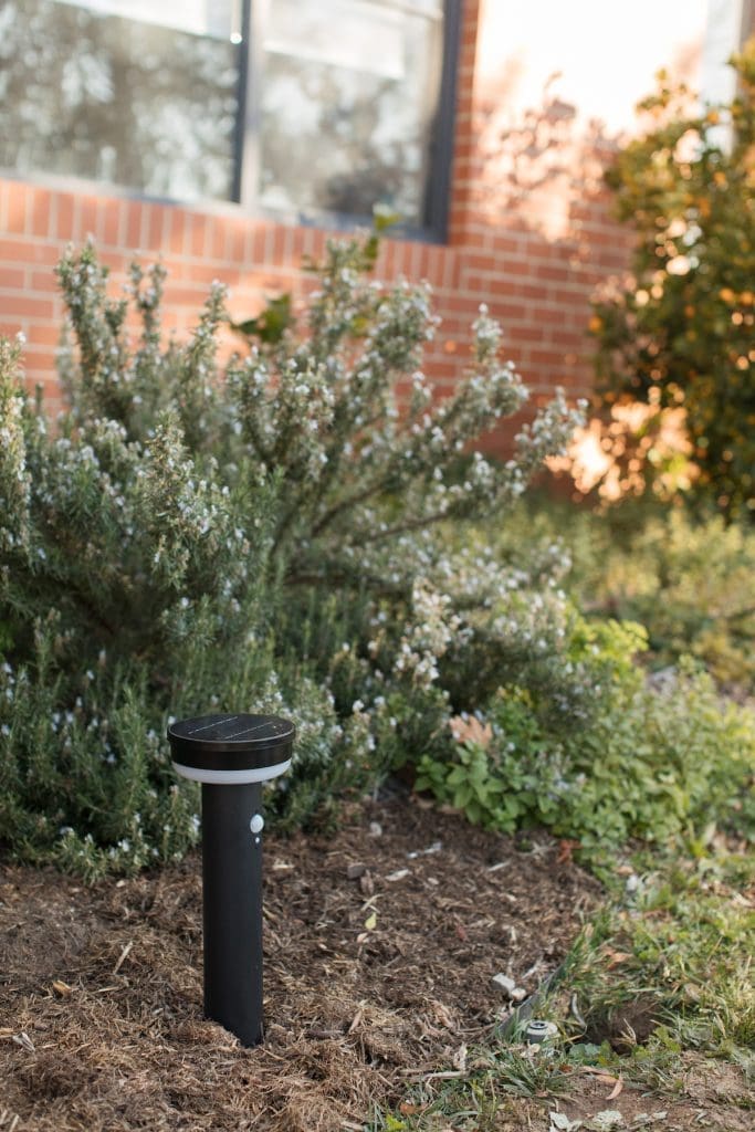 Mulch garden for healthy plants