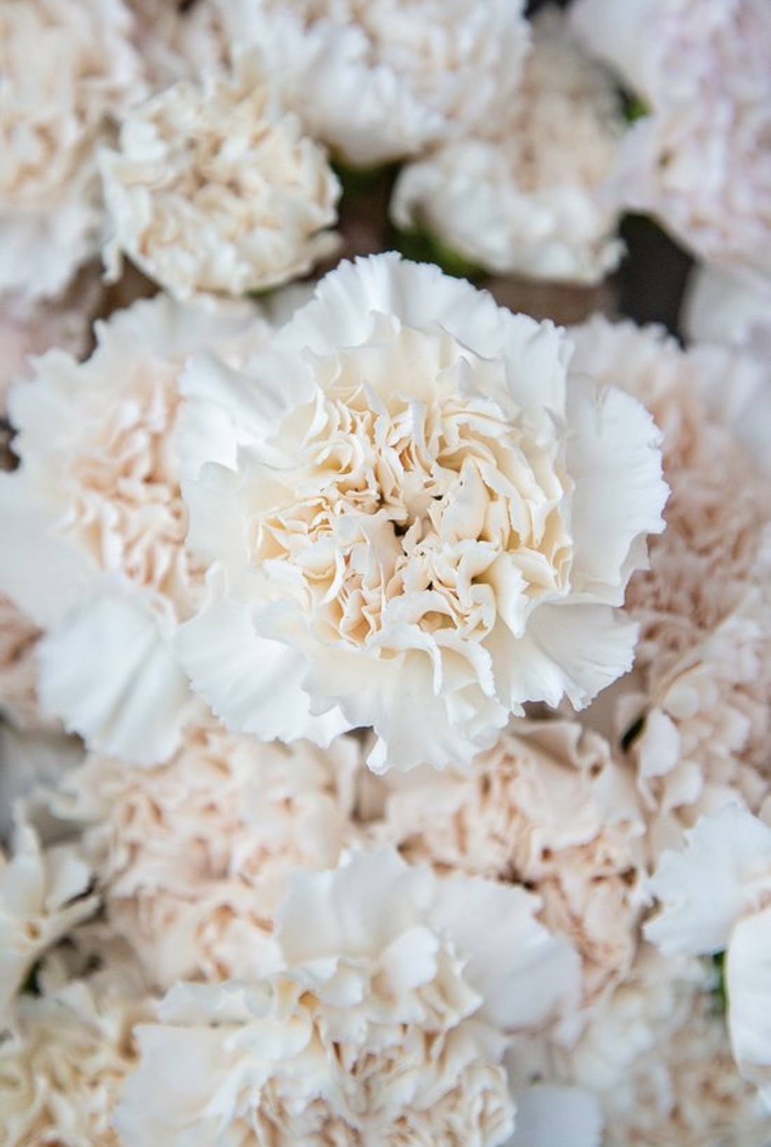 Fluffy white carnations