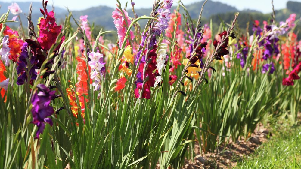 Gladioli flowers growing in field