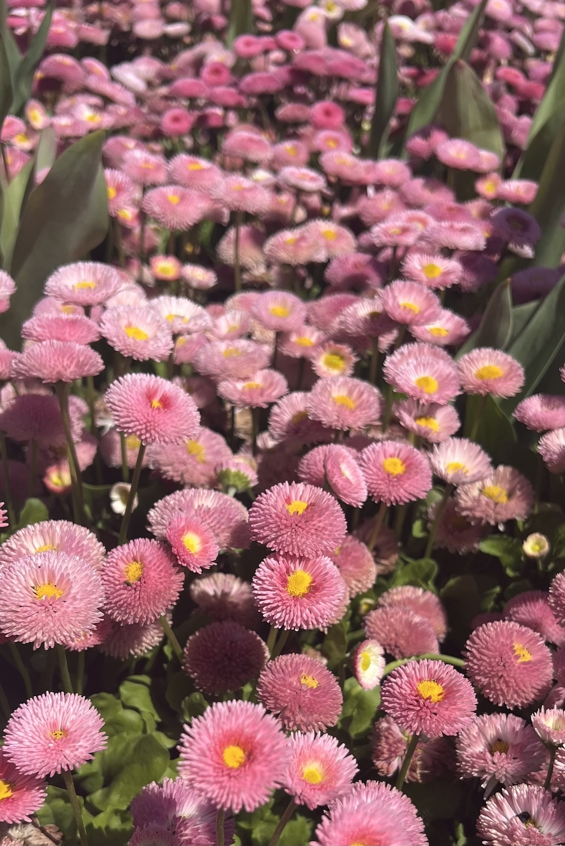 Pink English daisies