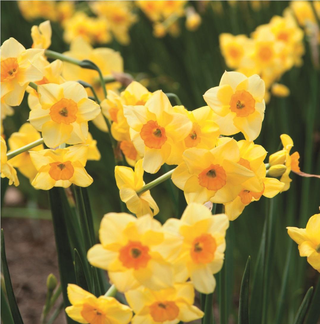 Yellow Narcissus flowers