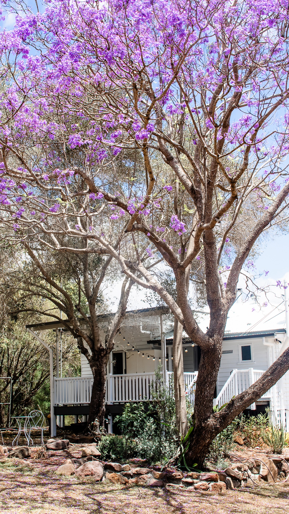 Summerholm House with purple jacaranda tree
