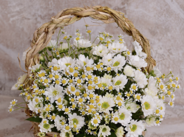 Basket of daisies