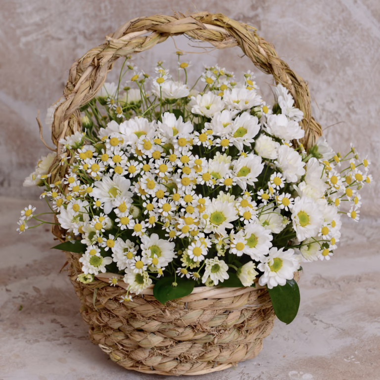 Basket of daisies