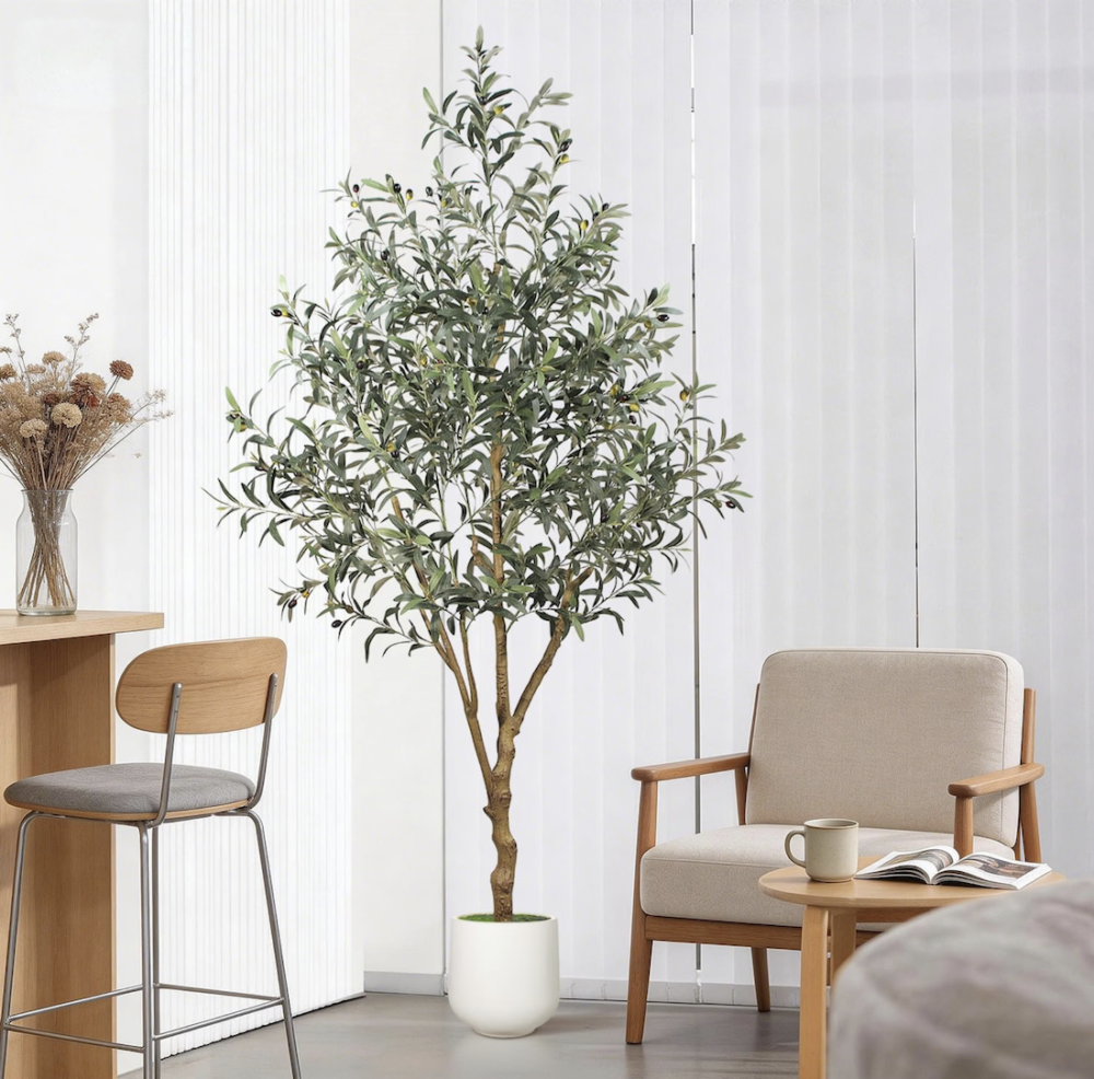 Amazon olive plant
