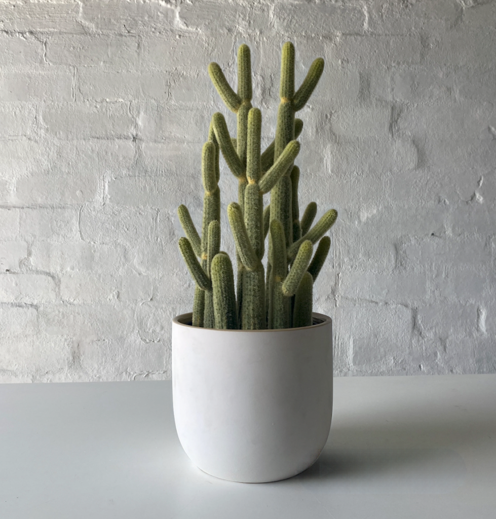 Cactus plant