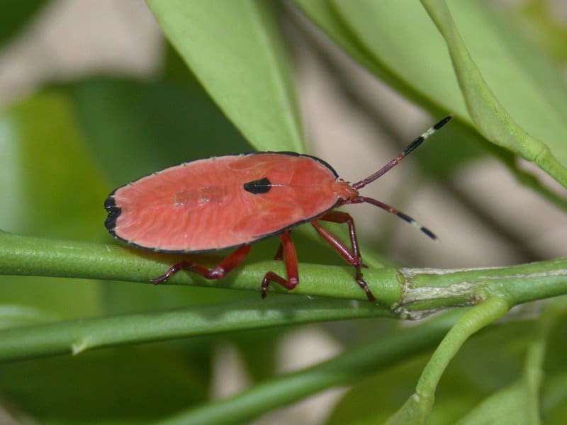 Bronze orange bug