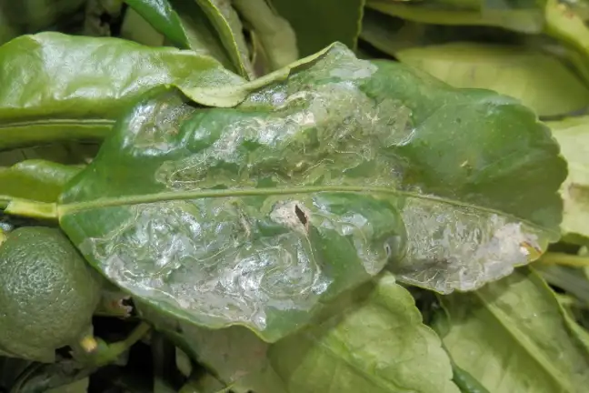 Damaged leaf from Citrus leaf minor