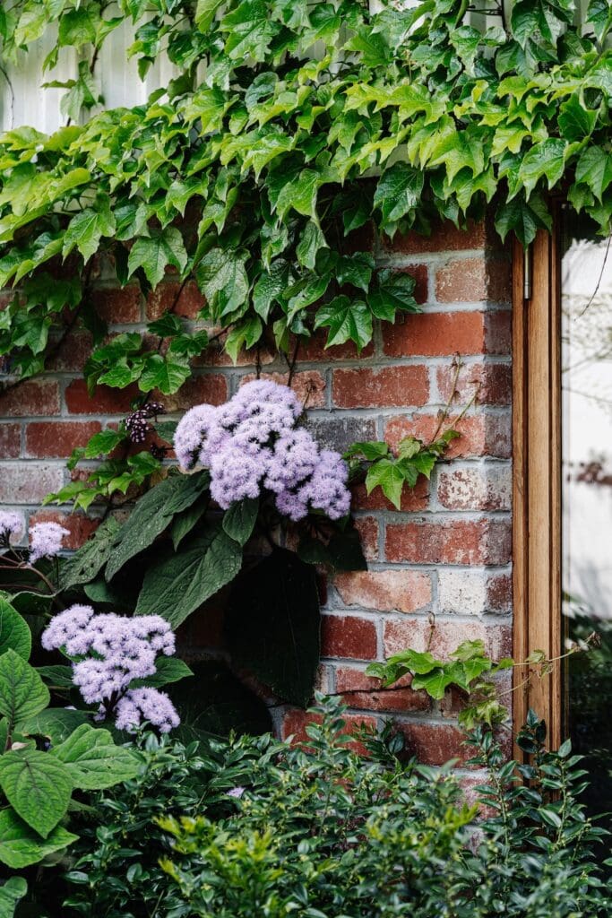 Flowers against red brick wall of Chatterbox House