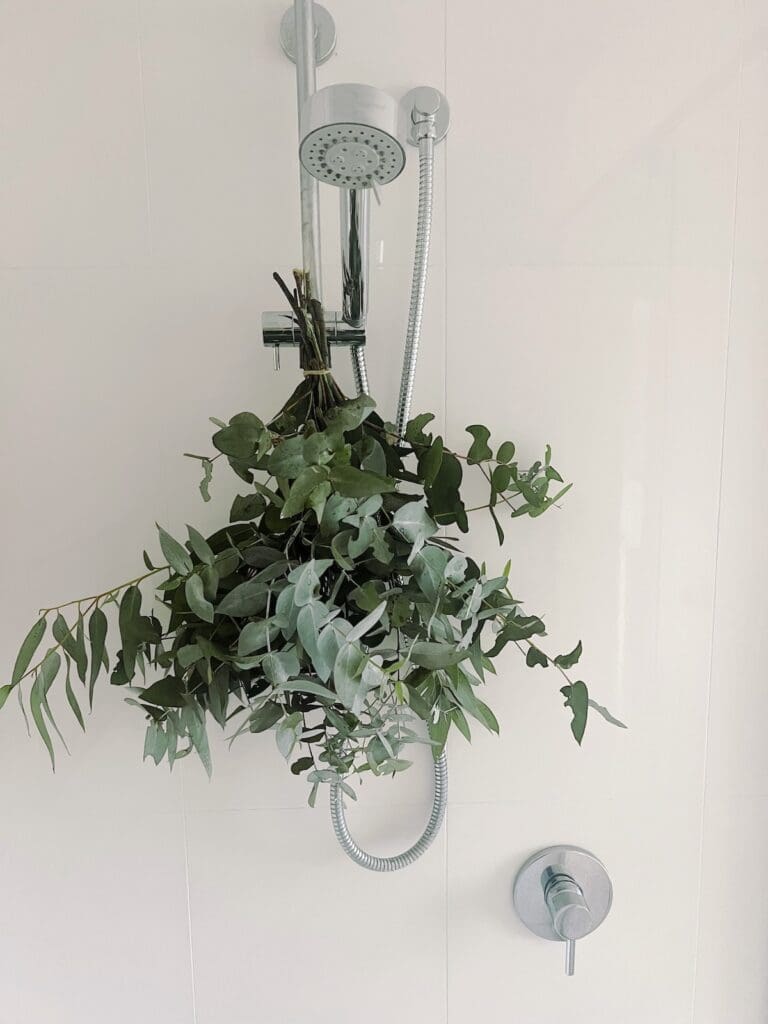 Eucalyptus in shower