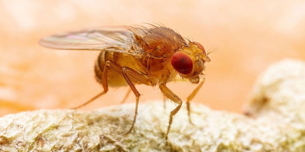 Fruit fly