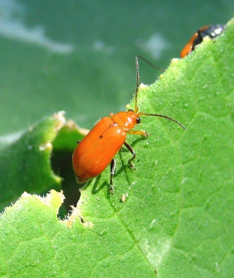 Red pumpkin beetle