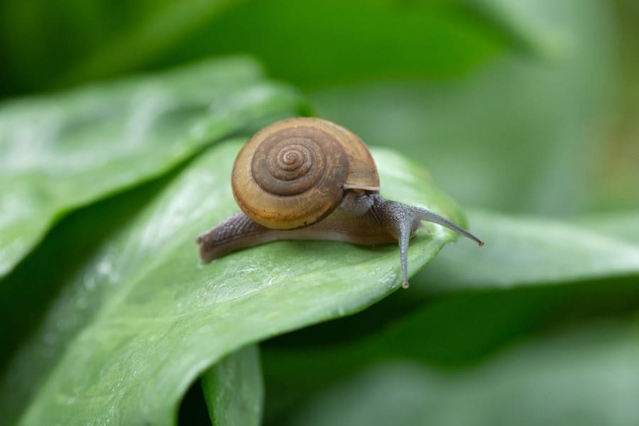 Snail on garden leaf