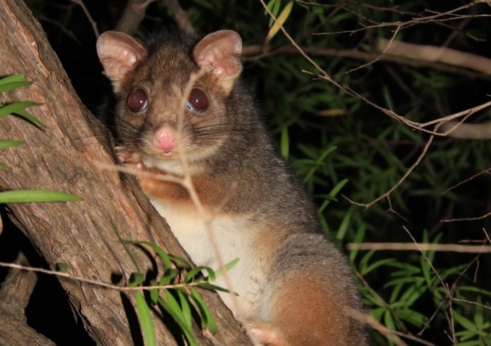 Possum in tree