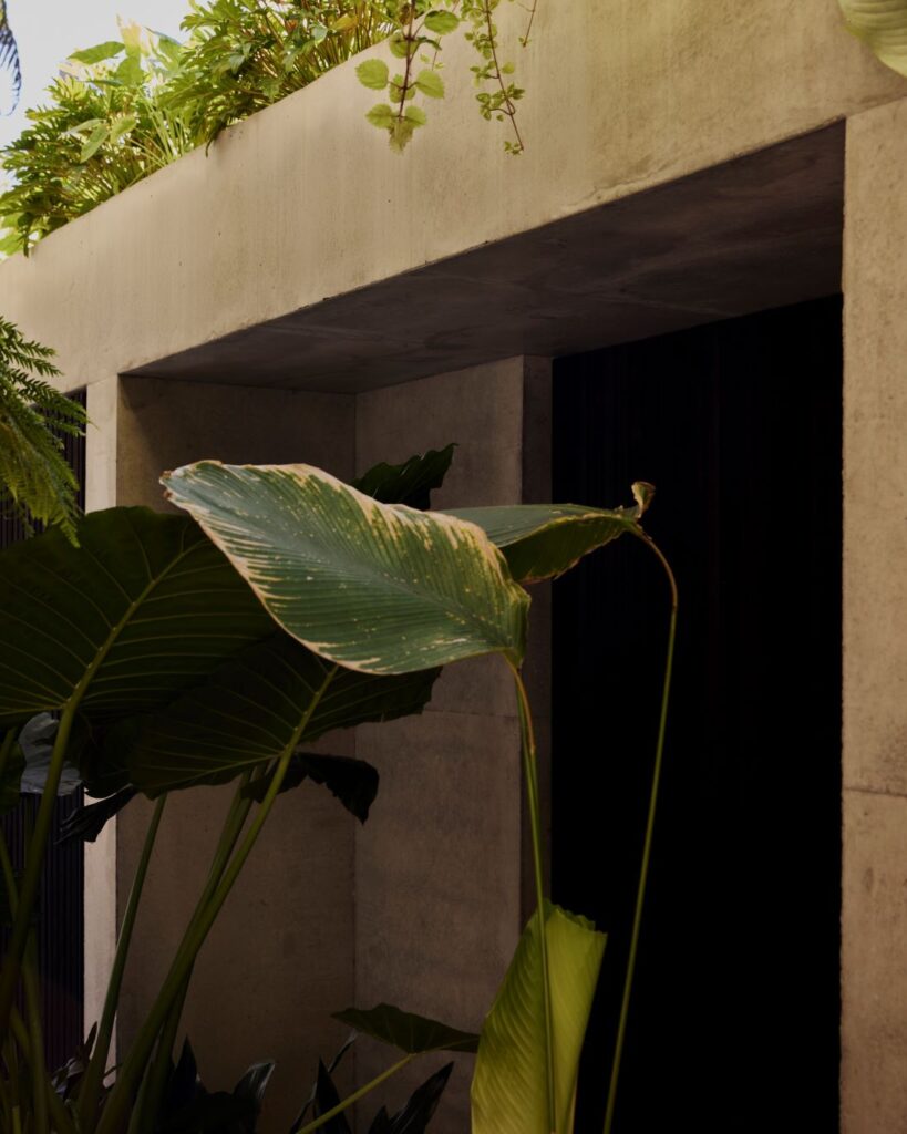 Close-up of tropical plants against concrete wall