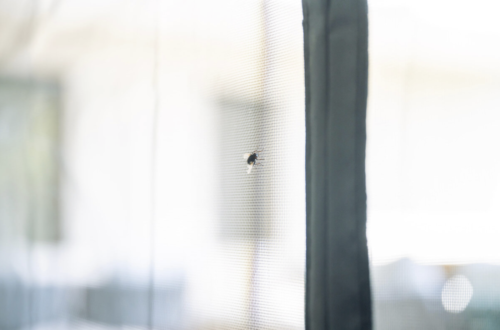Fly on mesh screen